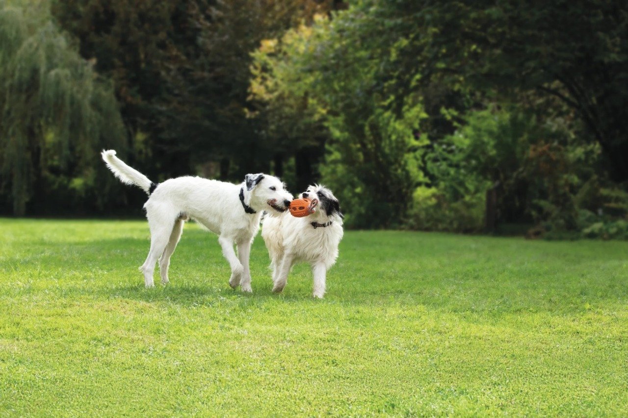 Du er den helt rigtige elev, når: