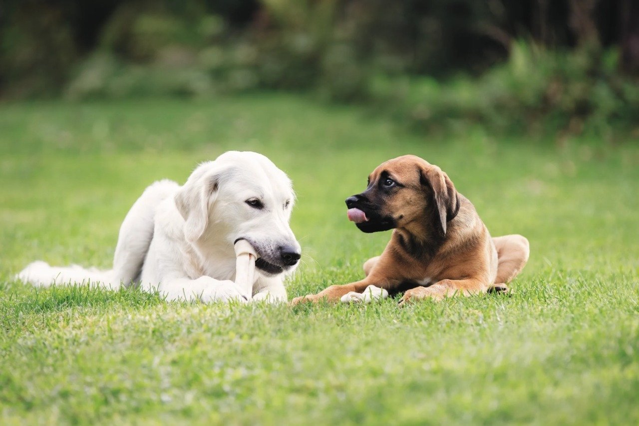 Det skal du vide om uddannelsen